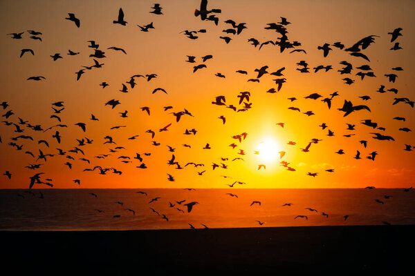 Silhouettes flock of seagulls over the Sea during amazing red sunset. 