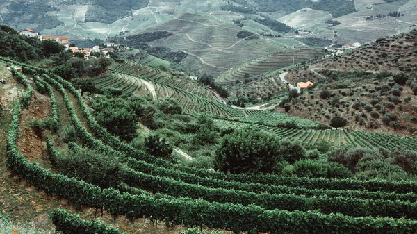 Vue Sur Vallée Douro Les Vignobles Sont Sur Une Colline — Photo