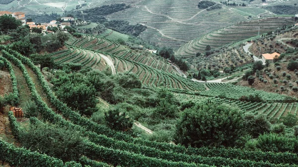 Vue Vignoble Sur Les Collines Vallée Douro Nord Portugal — Photo