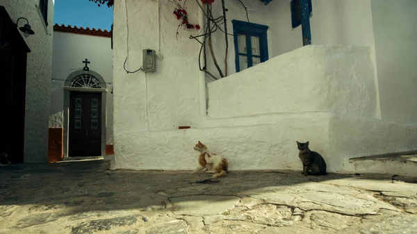 Straat Katten Straten Van Het Eiland Hydra Griekenland — Stockfoto