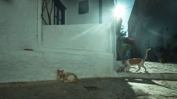 Gatos Rua Nas Ruas Ilha Hydra Mar Egeu Grécia — Fotografia de Stock