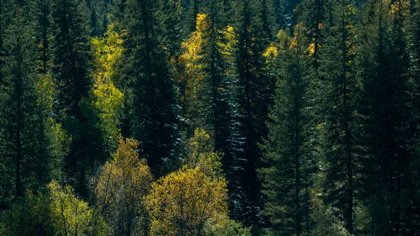 Outono Floresta Amarela Brilhante República Altai Rússia — Fotografia de Stock