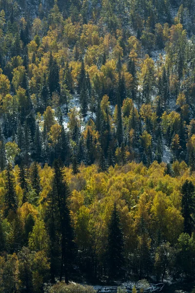 Άποψη Του Φθινοπωρινού Δάσους Στους Πρόποδες Της Δημοκρατίας Του Αλτάι — Φωτογραφία Αρχείου