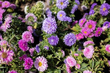 Çin Çiçekleri Aster, Yıllık Aster (Callistephus chinensis Nees)