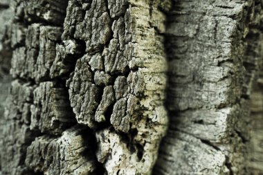 Mantar meşe kabuğunun dokusu.