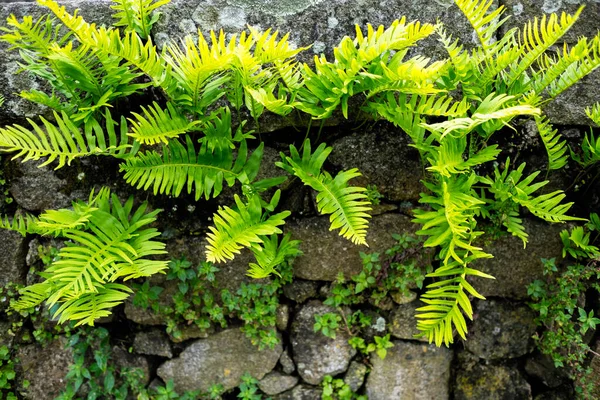 Ferns sprouted in an ancient stone wall.