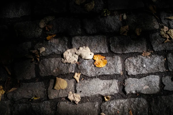 Textuur Van Een Herfst Bestrating Met Gevallen Bladeren — Stockfoto