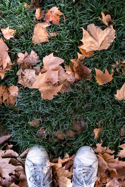 鞋子落在秋天的树叶和绿草上 — 图库照片