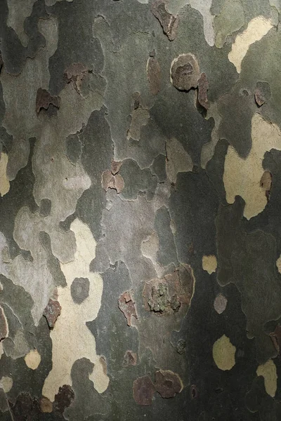 Sycamore, the texture of the bark.