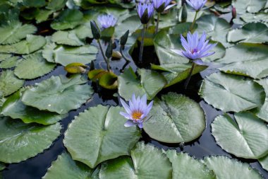 Beyaz bir nilüfer çiçeğinin yaprakları ve çiçekleri.