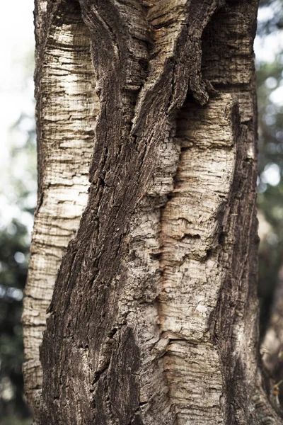 コルクオークの樹皮の質感 クローズアップ写真 — ストック写真