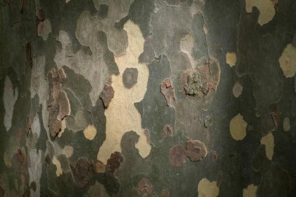 桑树树皮的质感 — 图库照片