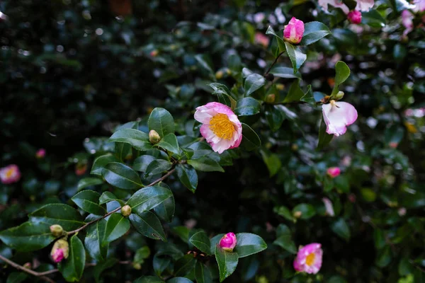 Camellia Japonica Fleurs Connu Sous Nom Camélia Commune Japonaise — Photo