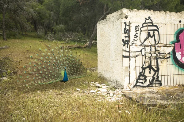 Peacock op het eiland van moni — Stockfoto