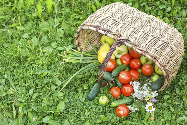 Cesta com legumes — Fotografia de Stock