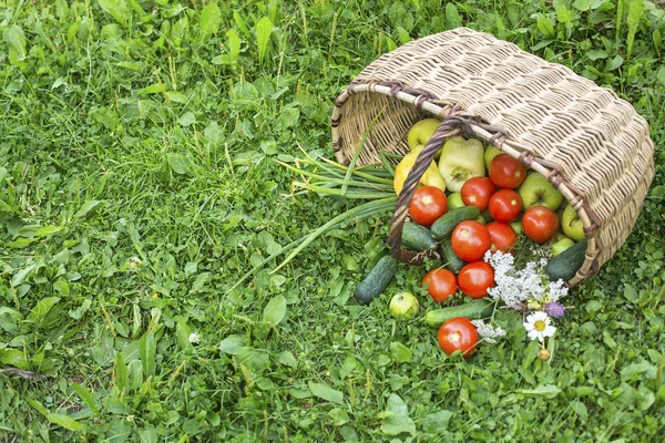 Koszyk z warzywami — Zdjęcie stockowe