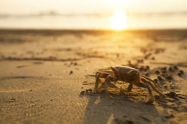 Krabba på sand — Stockfoto