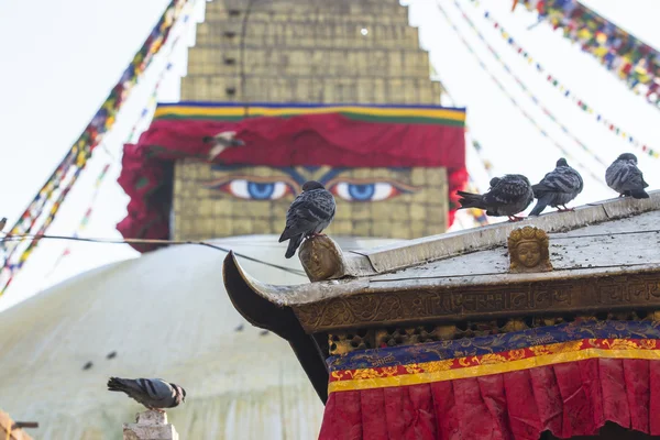 Pigeons at Boudhanath stupa — Stok fotoğraf