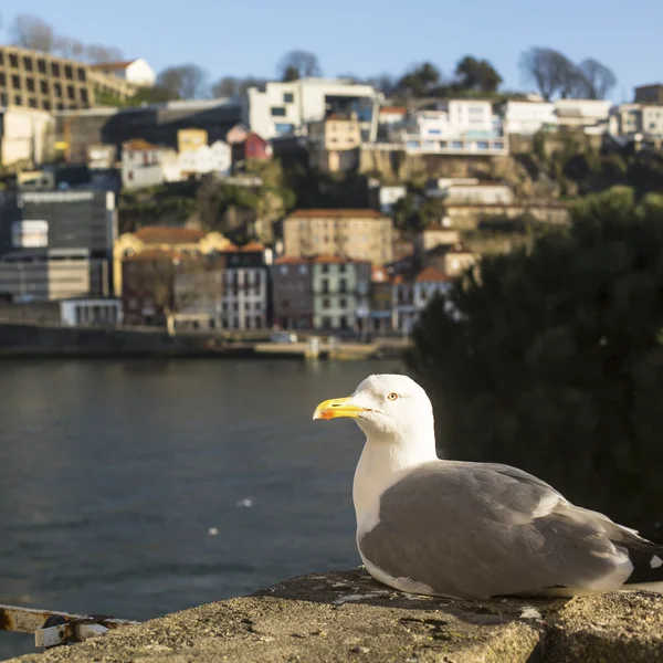 Gaivota senta rio traseiro — Fotografia de Stock