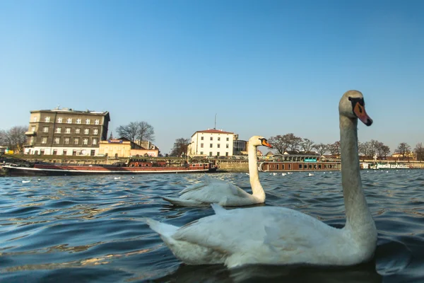 Labutě na řece Visle — Stock fotografie