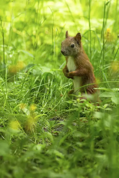 Červená veverka (Sciurus vulgaris) — Stock fotografie