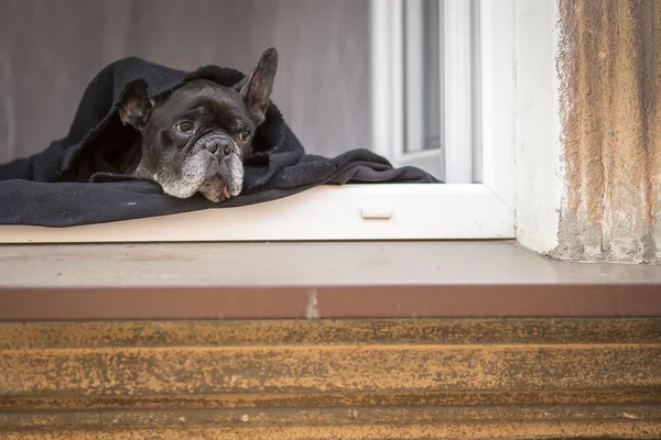 Bulldog lying on windowsill Stock Image