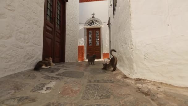 Gatos en la calle del casco antiguo griego — Vídeos de Stock