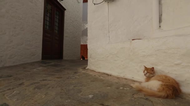 Gatos en la calle del casco antiguo griego — Vídeos de Stock