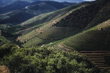 Teraslı üzüm bağları Portekiz 'deki Douro Vadisi' nin yamaçlarını kaplayarak nehirleri takip eden zarif çizgiler oluşturuyor. Manzara uyumu, geleneği ve ebedi güzelliği yansıtıyor.. 