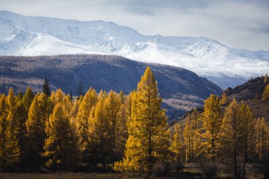 Karla kaplı Altai tepelerinin altında altın tarla ormanları parıldıyor. Sıcak sonbahar renklerinden ve soğuk dağ ışığından çarpıcı bir tezat oluşturuyor..