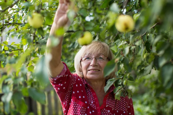 Alte Frau pflückt Äpfel — Stockfoto