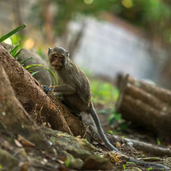 Affe sitzt auf Wurzeln eines Baumes — Stockfoto