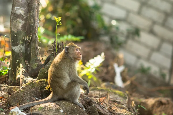 Affe sitzt auf Wurzeln eines Baumes — Stockfoto