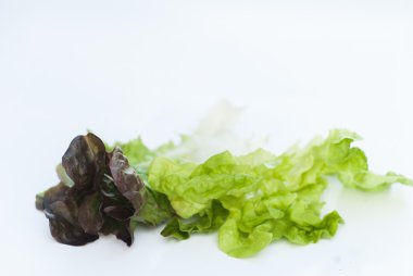 Beyaz arkaplanda meşe yaprağı marulu 