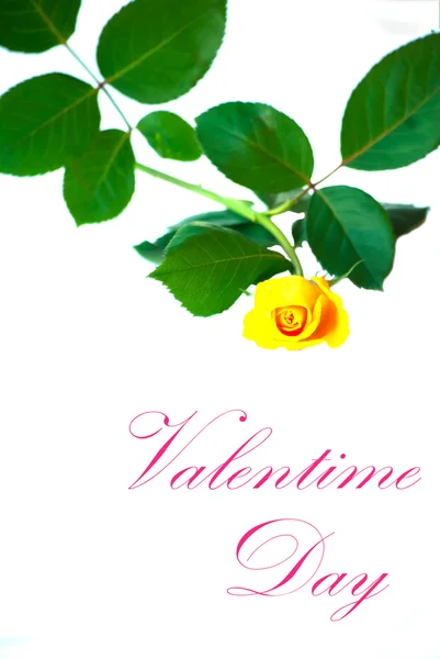 Flowers for Valentine's day ( on white background). — Stock Photo, Image