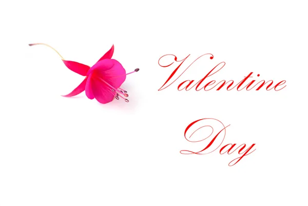 Flowers for Valentine's day ( on white background). — Stock Photo, Image