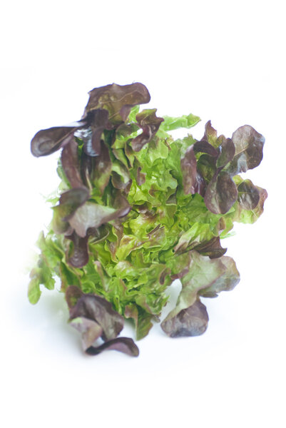 Oak Leaf lettuce isolated on white background 