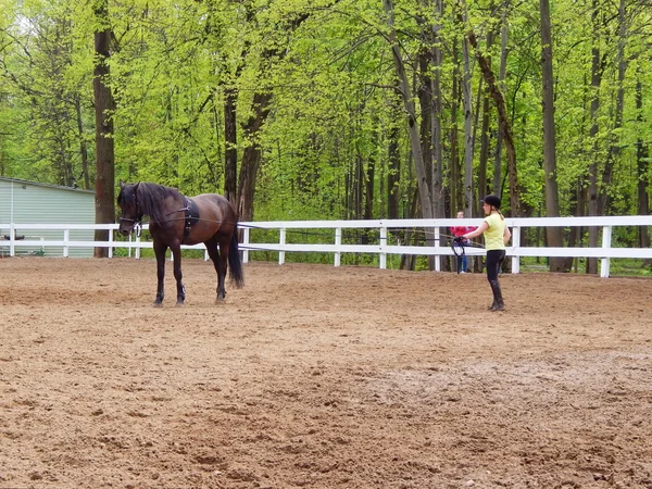 Een coach is het opleiding van een paard in de buurt van de stallen in het park Ostankino in Moskou in mei, 2016 — Stockfoto