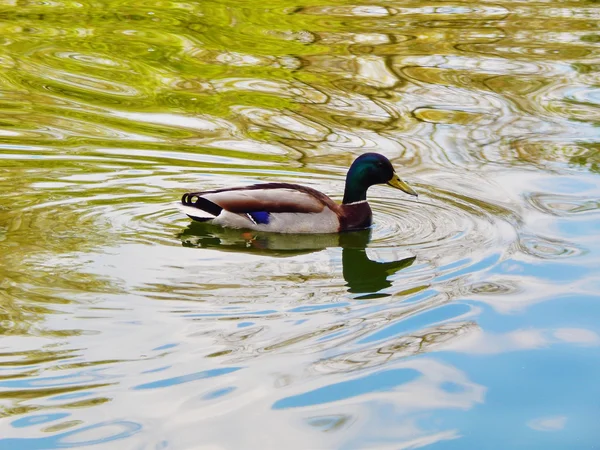 Een drake zwemmen in de vijver van de tuin van de Ekaterininsky in Moskou. — Stockfoto