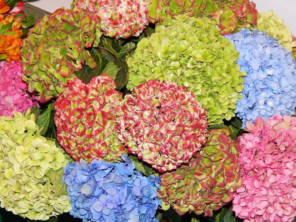 Background. Texture. Close-up.Various hydrangeas.International exhibition "Flowers. Expo-2014", Moscow. September, 2014. — Stock Photo, Image