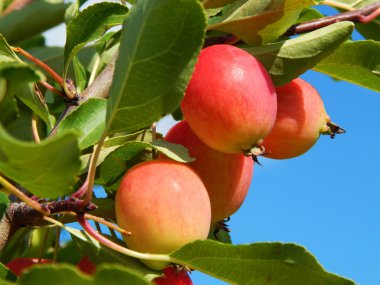 Bir elma ağacı elma ile.