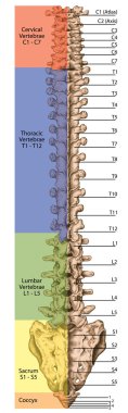 Didaktik yönetim kurulu, insan kemik sistemi, iskelet, omurga, kemikli omurga, columna vertebralis, vertebral sütunun, vertebra kemikler, gövde duvar, anatomik vücut, arka görünümü anatomisi