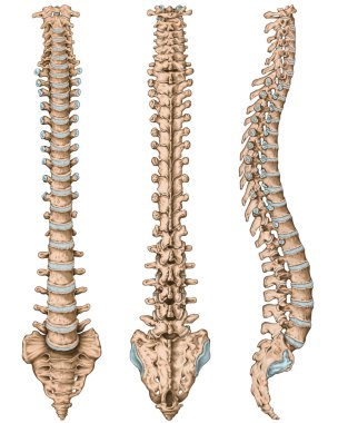 Anatomy of human bony system, human skeletal system, the skeleton, spine, columna vertebralis, vertebral column, vertebral bones, trunk wall, anatomical body, anterior, posterior and lateral view clipart