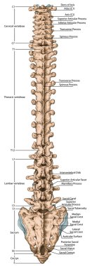Didaktik yönetim kurulu, insan kemik sistemi, insan iskelet sistemi, omurga, kemikli omurga, columna vertebralis, vertebral sütunun, vertebra kemikler, gövde duvar, anatomik vücut, arka görünümü anatomisi