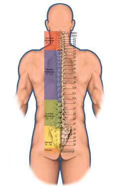 Didaktik yönetim kurulu, insan kemik sistemi, insan iskelet sistemi, iskelet, omurga, kemikli omurga, columna vertebralis, vertebral sütun, gövde duvar, anatomik vücut, arka görünümü anatomisi