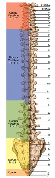 Didaktiska styrelsen, anatomi av mänskliga beniga systemet, skelettet, ryggraden, beniga ryggraden, columna vertebralis, kotpelare, vertebrala ben, stammen vägg, anatomiska kroppen, posterior se — Stockfoto