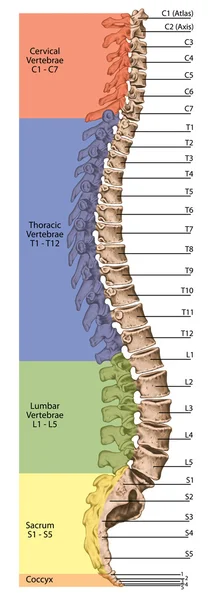 Placa didática, anatomia, sistema esquelético humano, esqueleto, coluna vertebral, coluna espinhal óssea, coluna vertebral, coluna vertebral, ossos vertebrais, parede do tronco, corpo anatômico, visão lateral — Fotografia de Stock