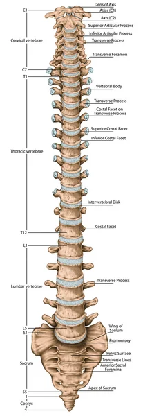 Lehrtafel, Anatomie des menschlichen Knochensystems, menschliches Skelettsystem, Skelett, Wirbelsäule, Wirbelsäule, Wirbelsäule, Wirbelknochen, Rumpfwand, anatomischer Körper, Vorderansicht — Stockfoto