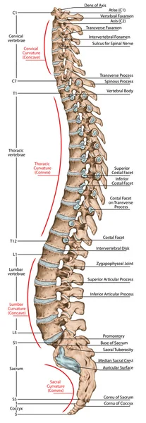 Didaktik yönetim kurulu, insan kemik sistemi, insan iskelet sistemi, iskelet, omurga, kemikli omurga, vertebral sütunun, vertebra kemikler, gövde duvar, anatomik vücut, lateral görünüm anatomisi — Stok fotoğraf