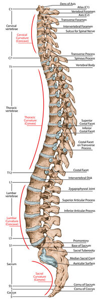 Didactic board, anatomy of human bony system, human skeletal system, the skeleton, spine, the bony spinal column, vertebral column, vertebral bones, trunk wall, anatomical body, lateral view